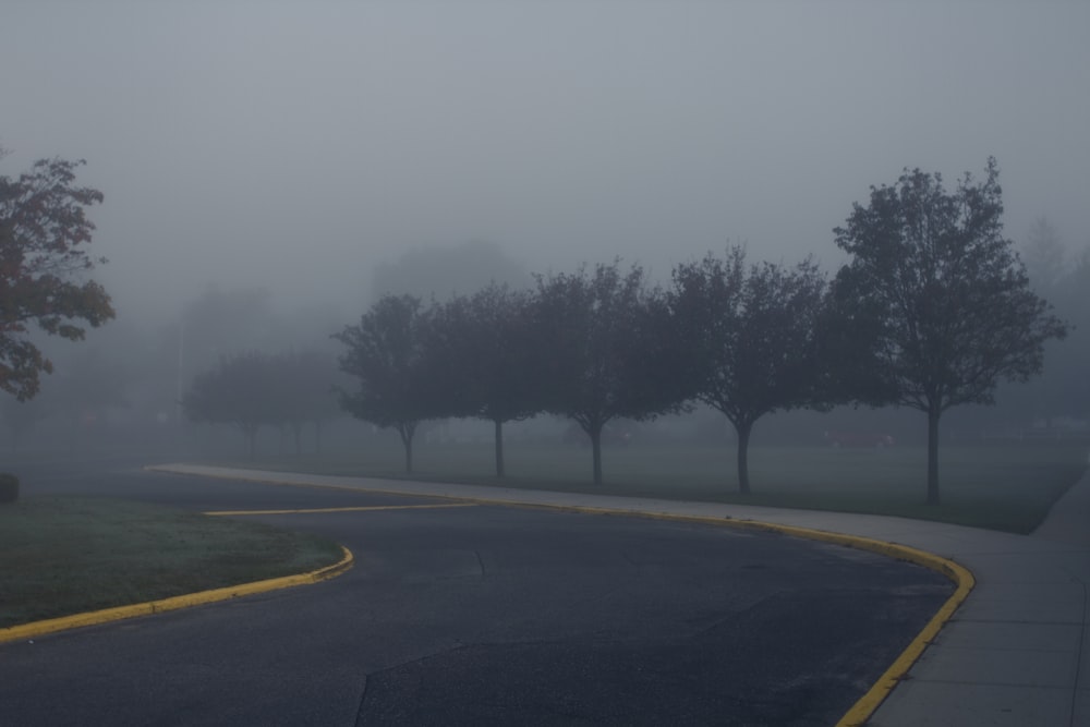 gray asphalt road between trees during daytime