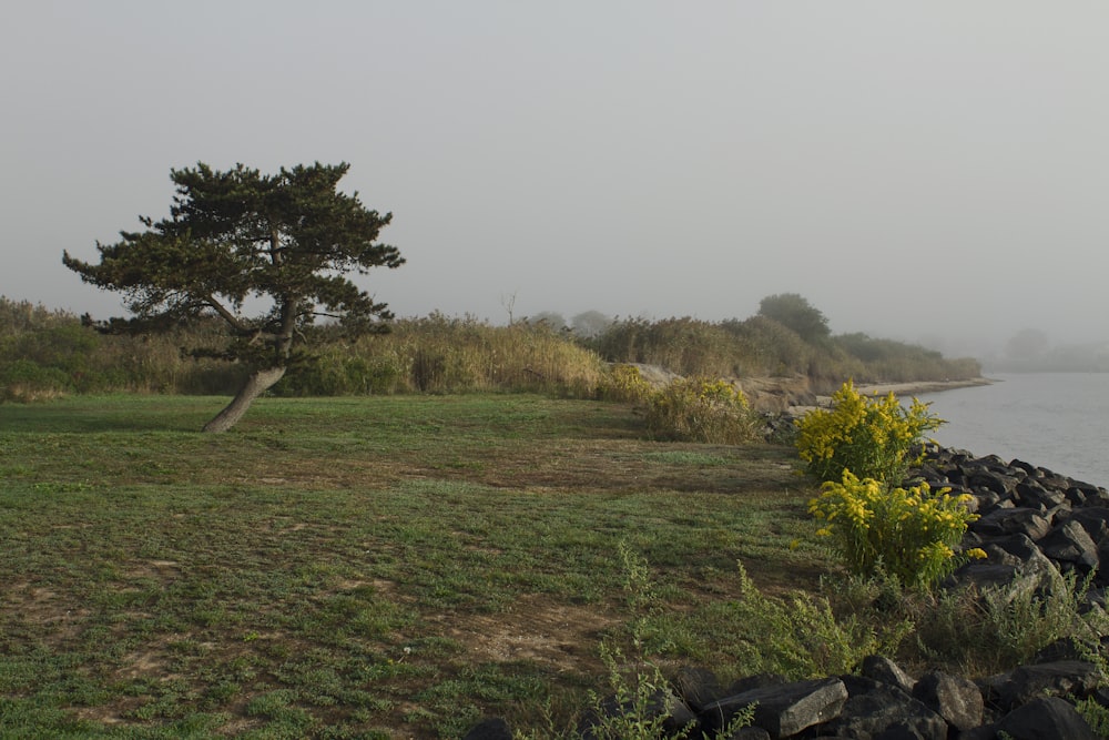 Campo de hierba verde con árboles