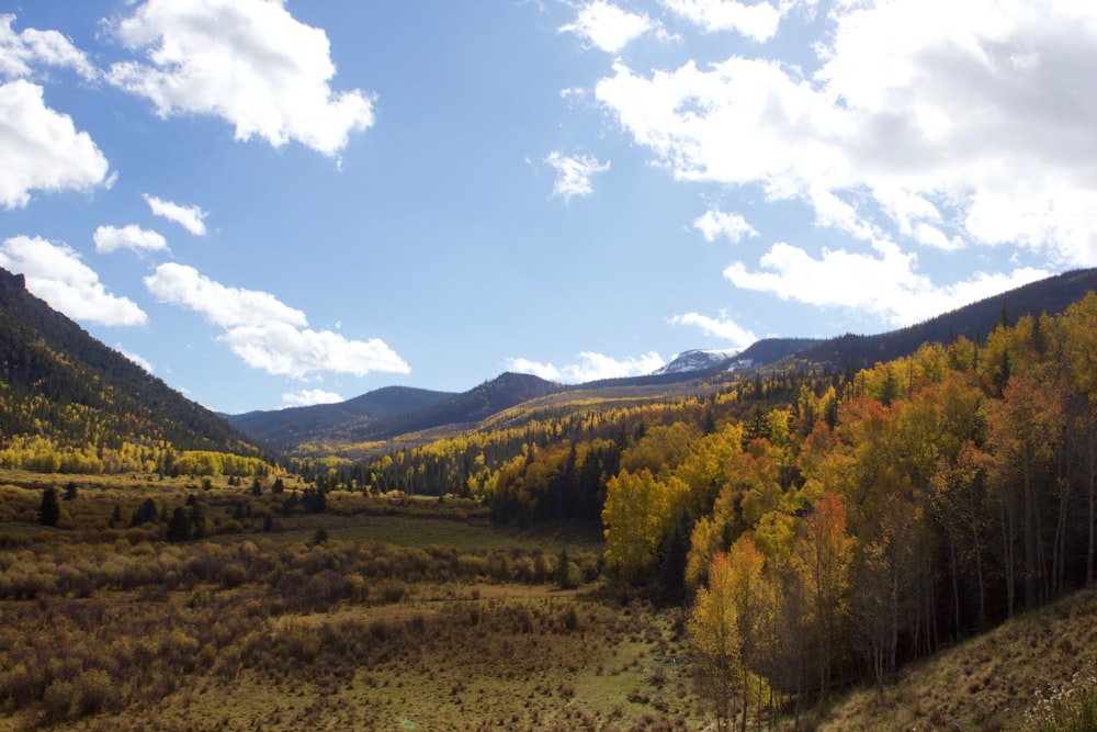 green and brown trees under blue sky during daytime