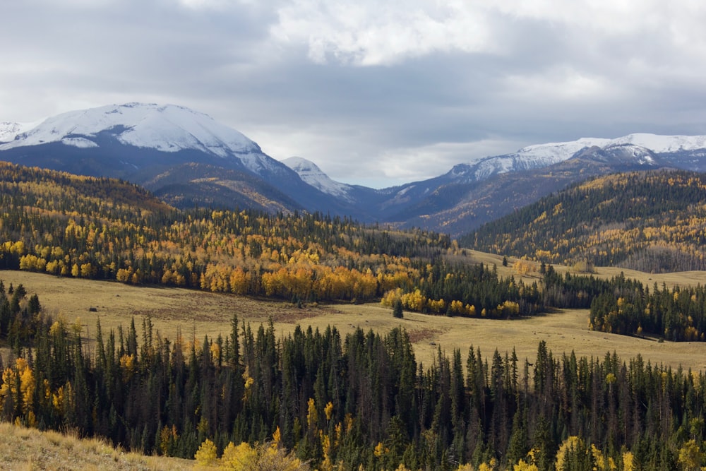 green trees on mountain under white clouds during daytime