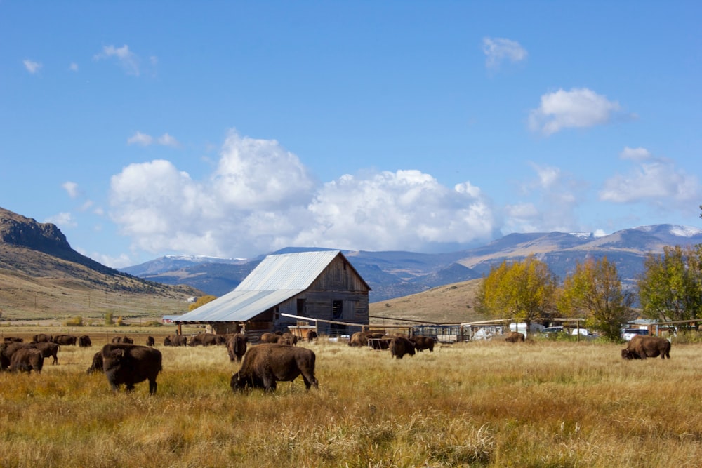 brown and white wooden barn on green grass field under blue sky during daytime