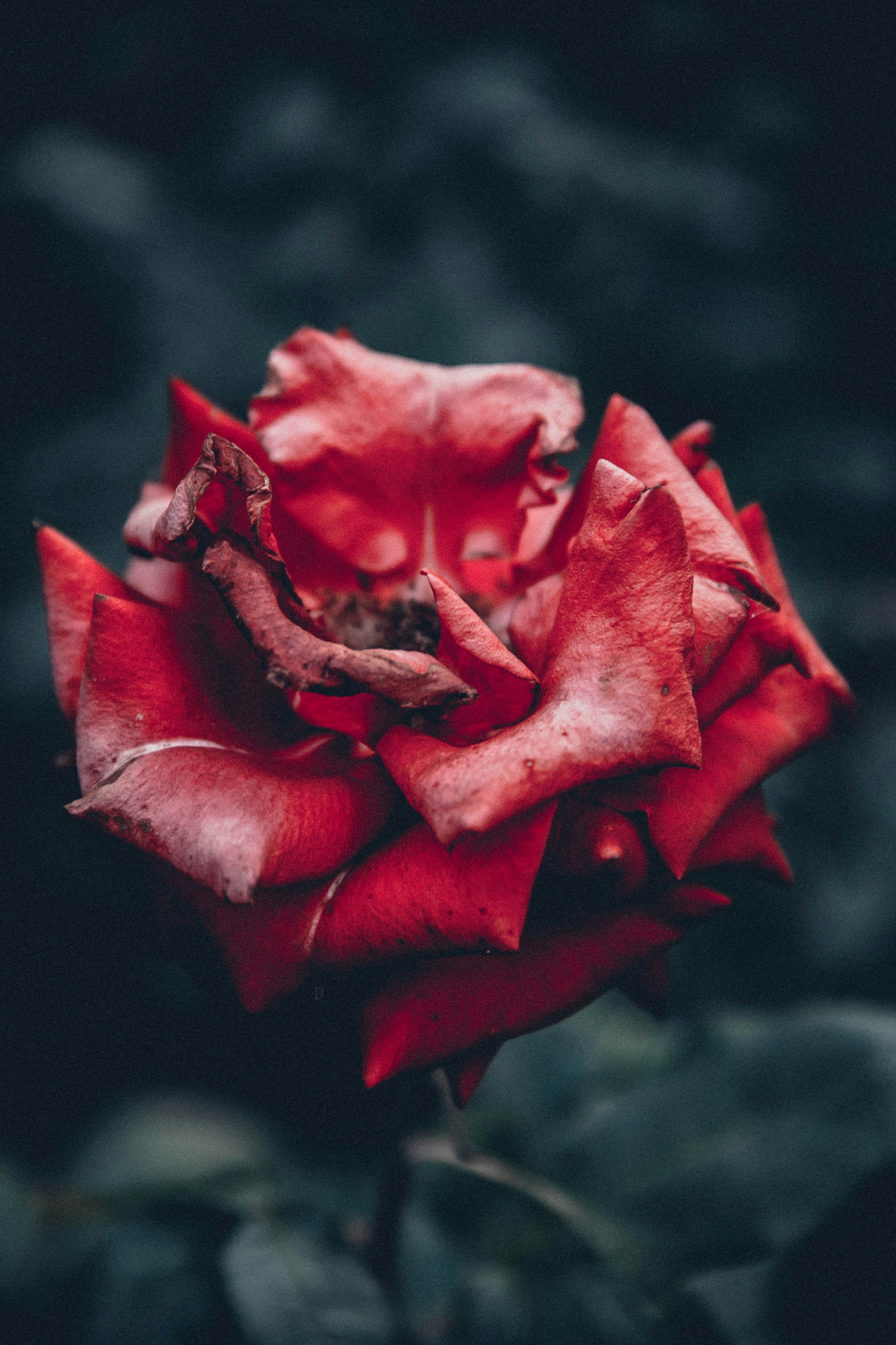 Photo by anna_safronova