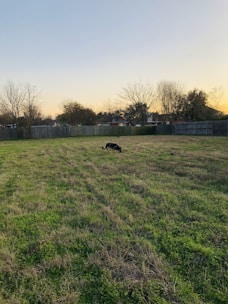 A backyard showing a dog happily playing inside a tall, well-crafted fence.