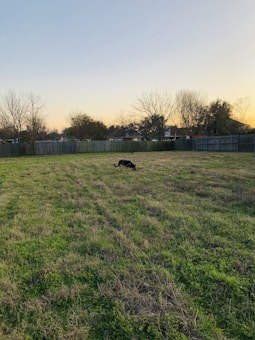A dog is walking in a large, grassy backyard. The yard is enclosed by a wooden fence. The sky is clear with a hint of sunset, casting a warm light over the scene. There are some bare trees and a couple of evergreen shrubs beyond the fence, and a few rooftops are visible in the background.