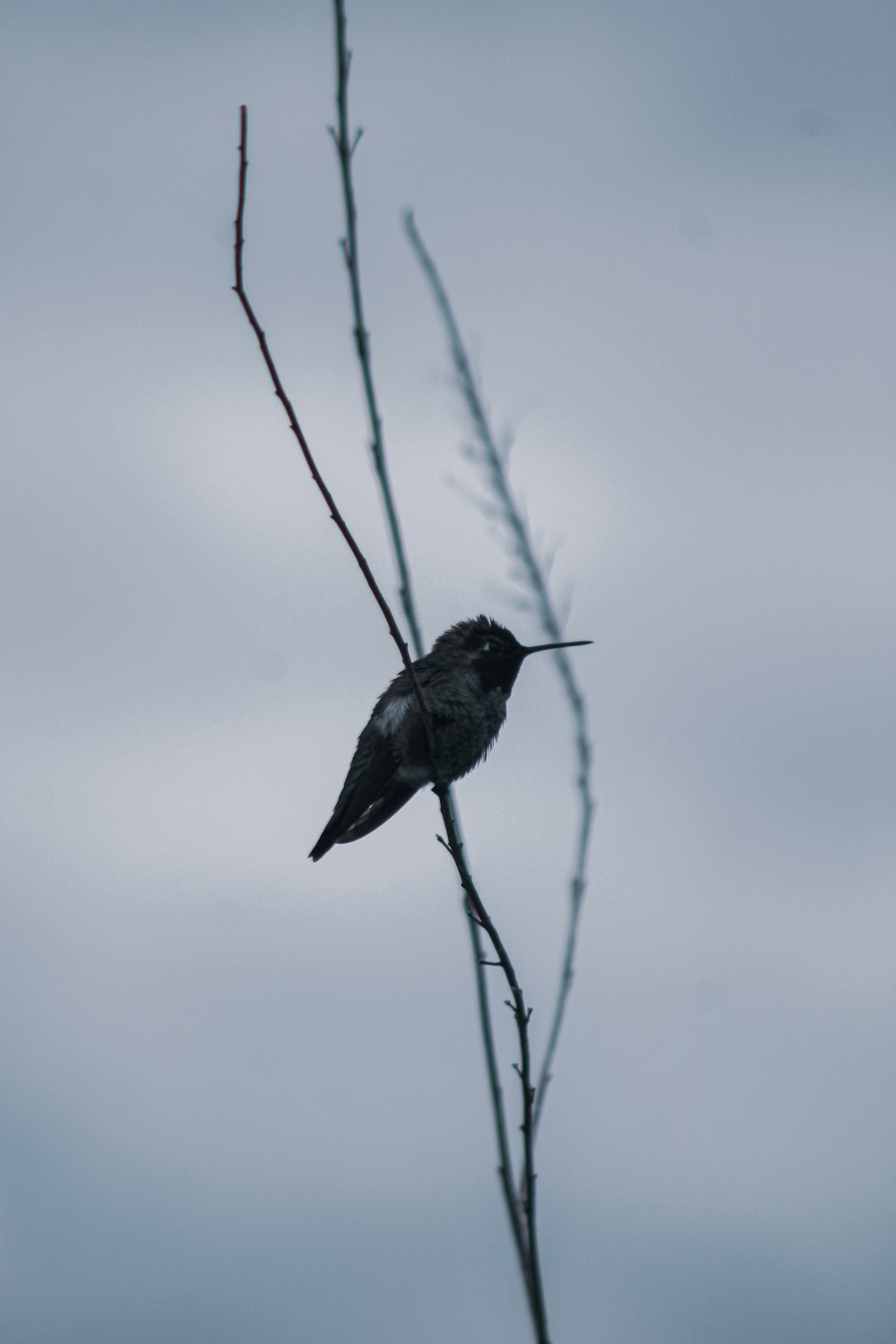 black bird on brown tree branch