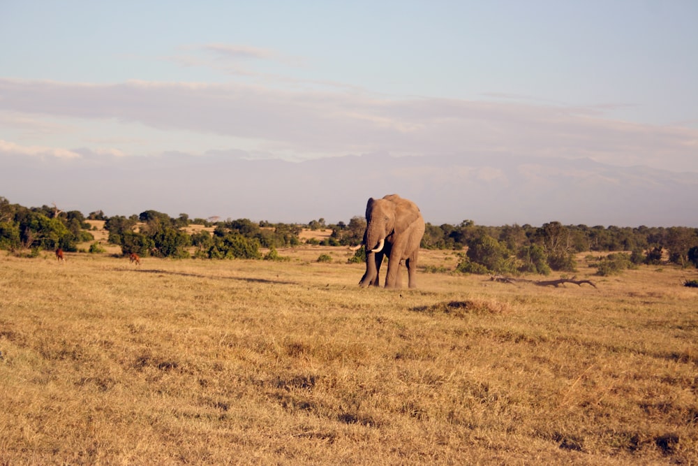 Elefante marrón en el campo de hierba marrón durante el día