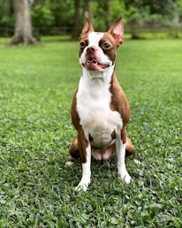 brown and white short coated dog sitting on green grass during daytime