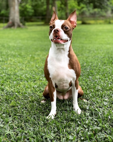 brown and white short coated dog sitting on green grass during daytime