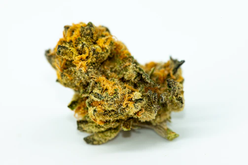 Macro shot of sticky resin droplets glistening on the candy-dominant phenotype of the Blue Mango F2 × Blue Bubblegum strain.