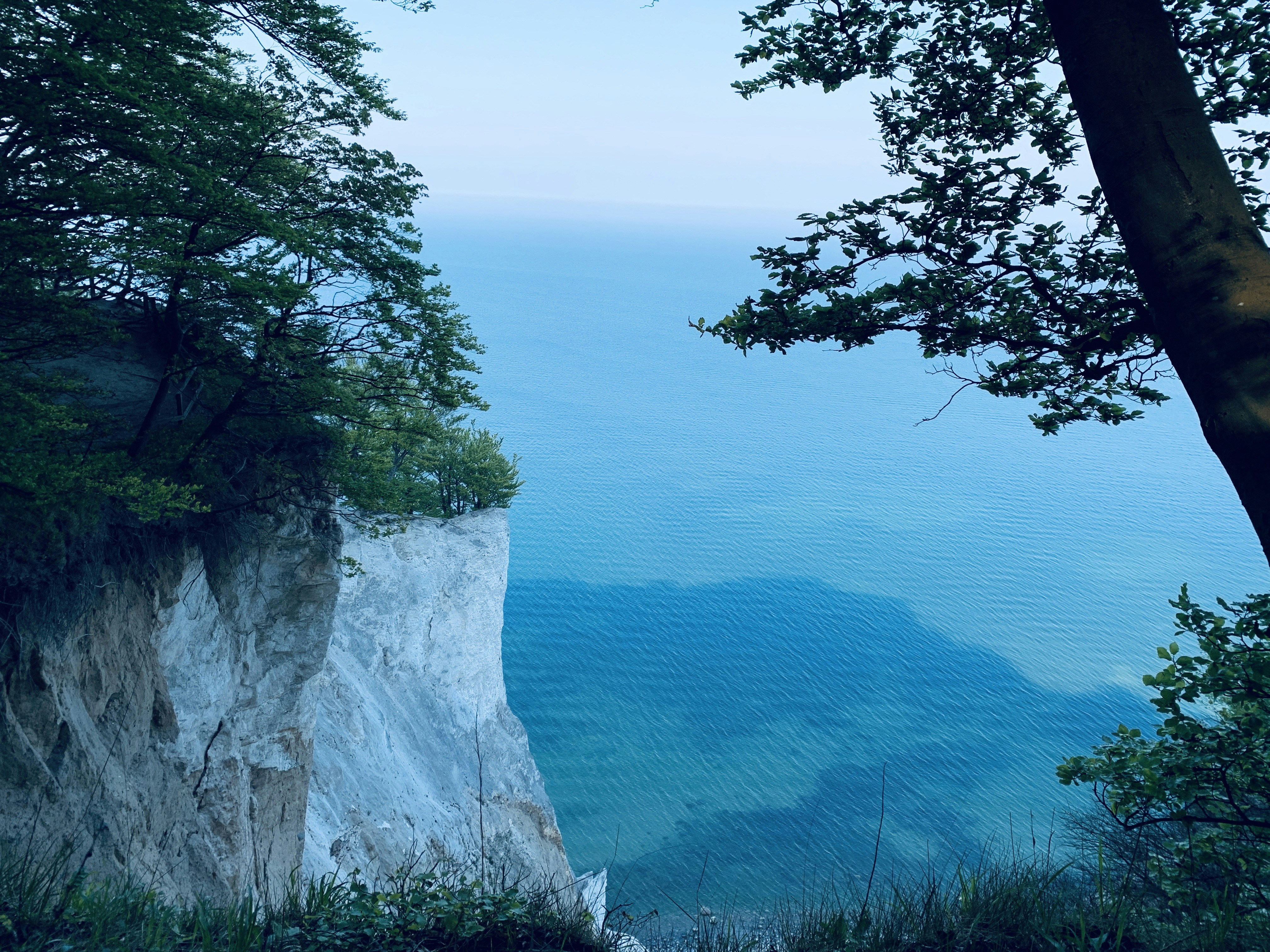green trees on cliff by the sea during daytime