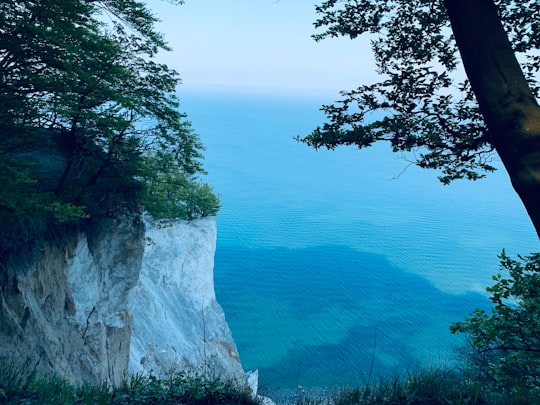 green trees on cliff by the sea during daytime in Møn Denmark