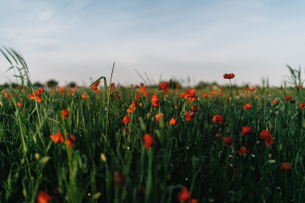 a field full of tall grass and red flowers