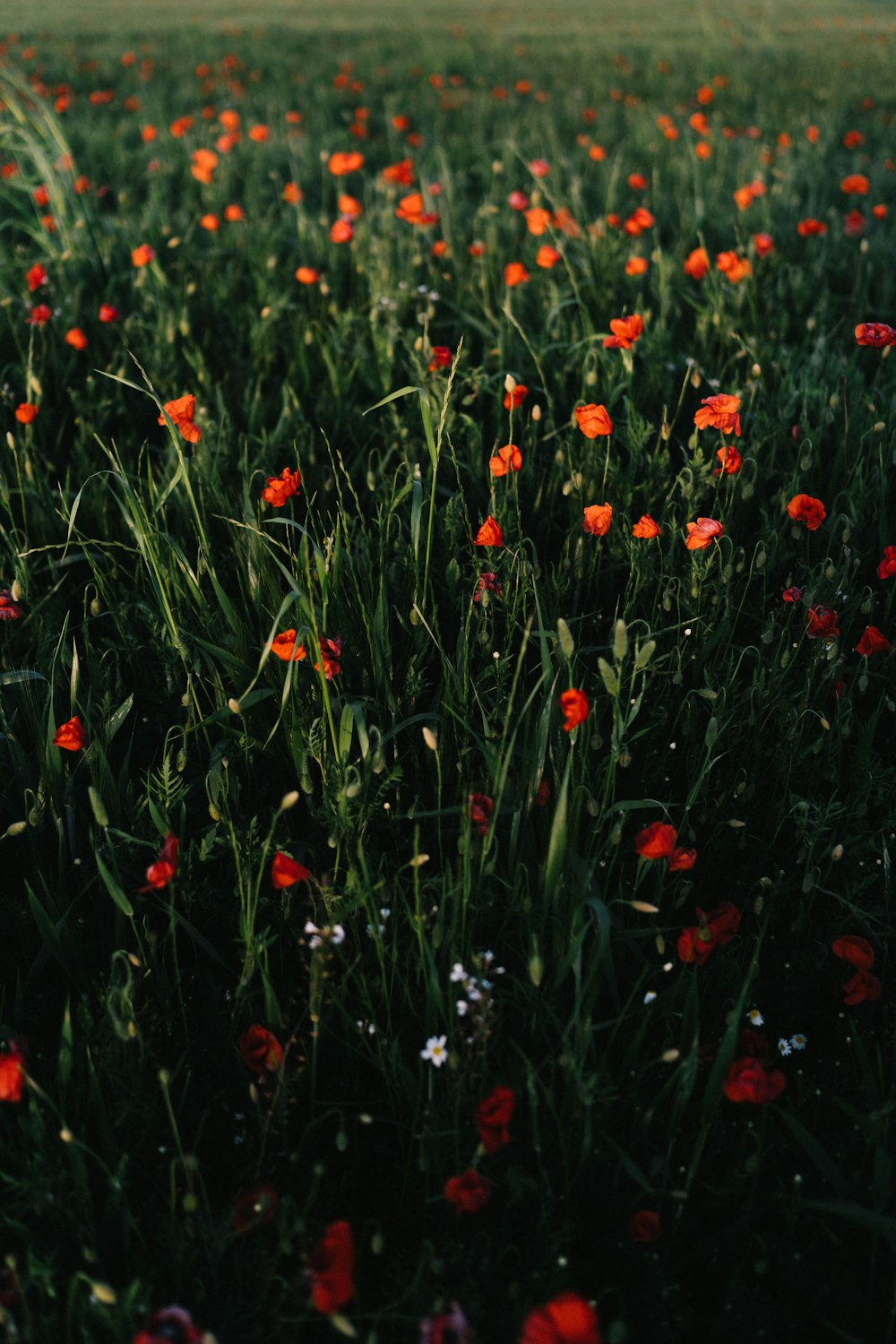 red flowers in the garden