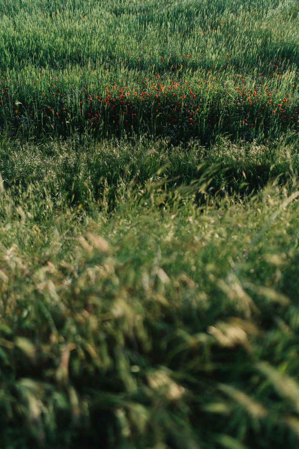 green grass field during daytime