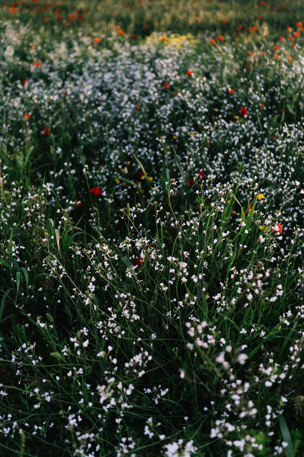 red and white flower field during daytime