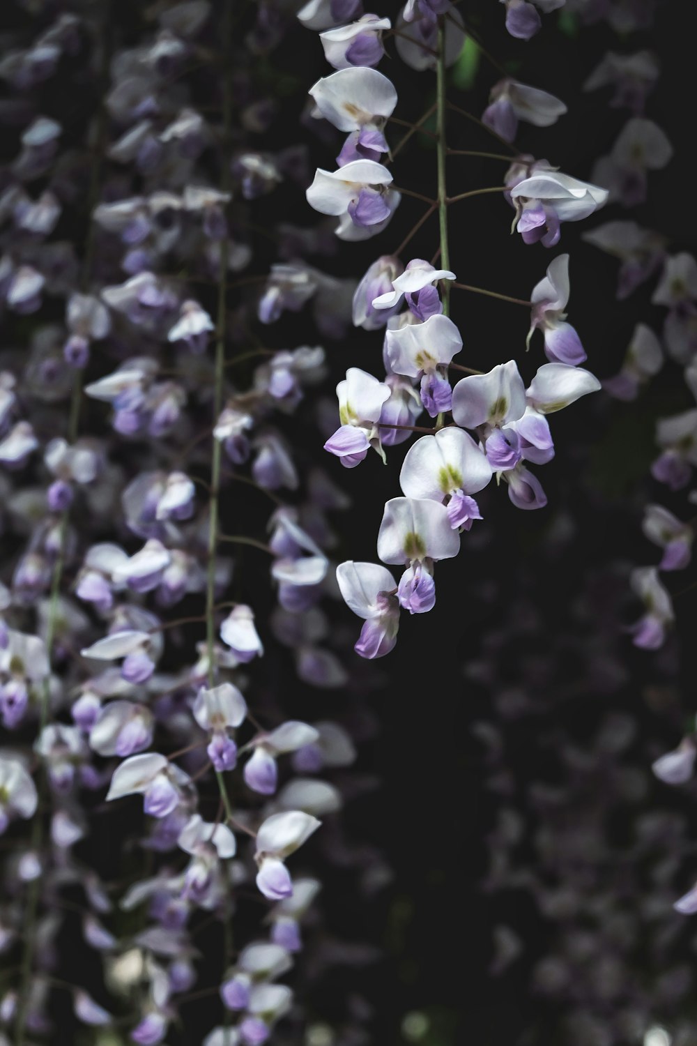 purple and white flower in tilt shift lens