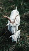 white goat on green grass during daytime
