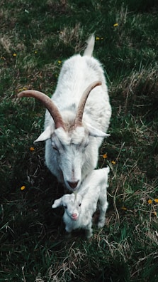 white goat on green grass during daytime