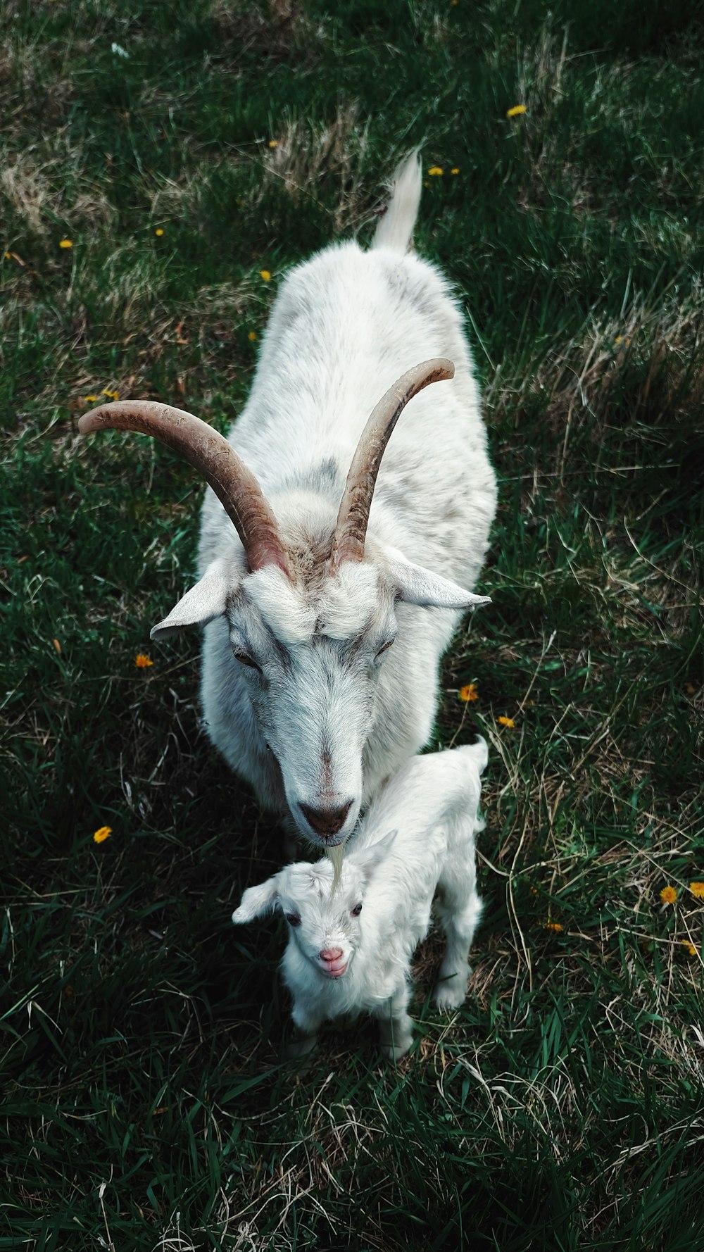 white goat on green grass during daytime