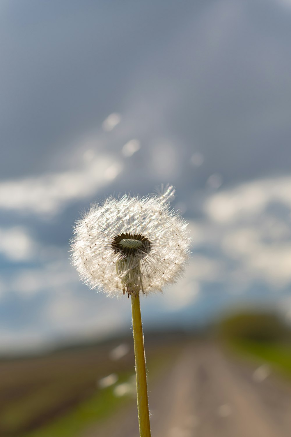 white dandelion in close up photography