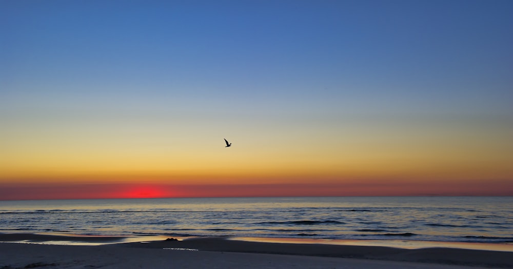 pássaro voando sobre o mar durante o pôr do sol