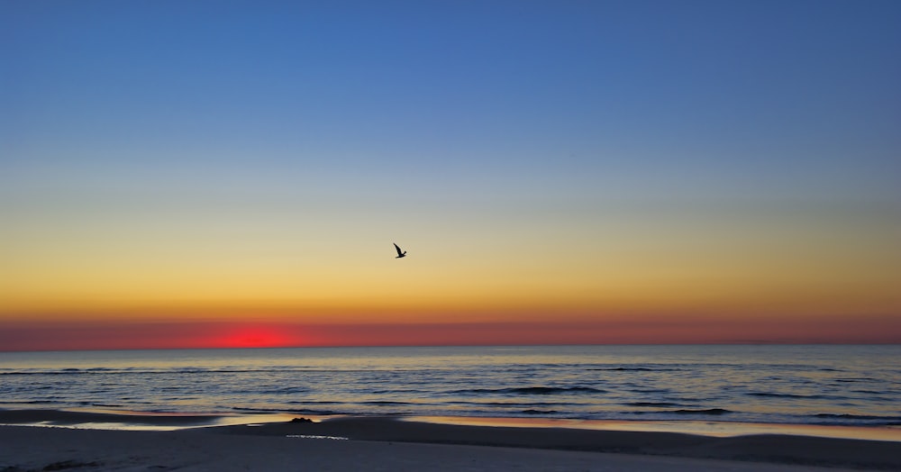 pájaro volando sobre el mar durante la puesta del sol