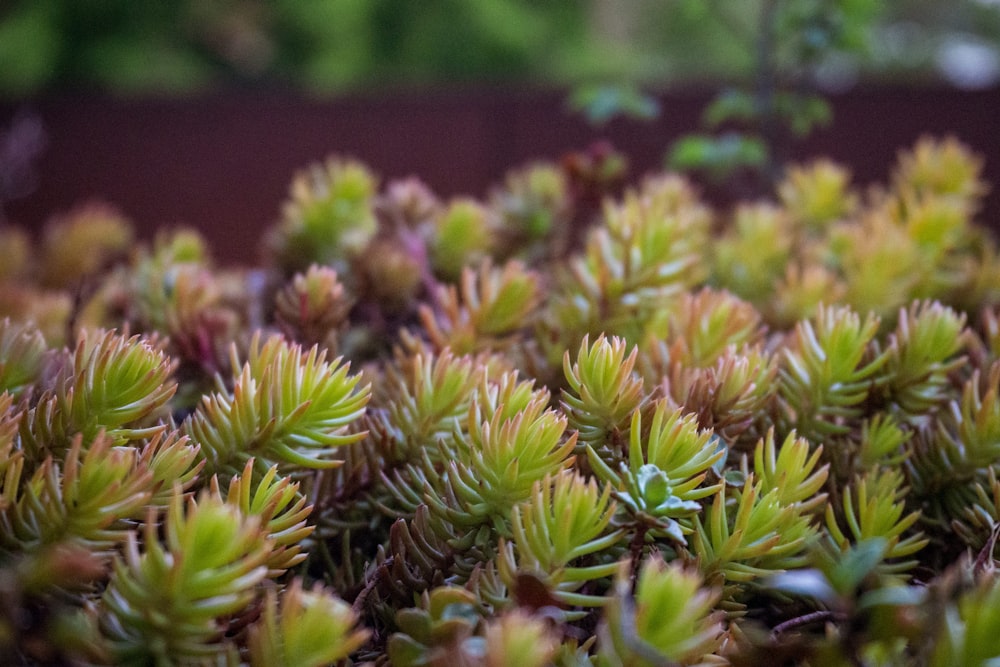 green plant in macro lens