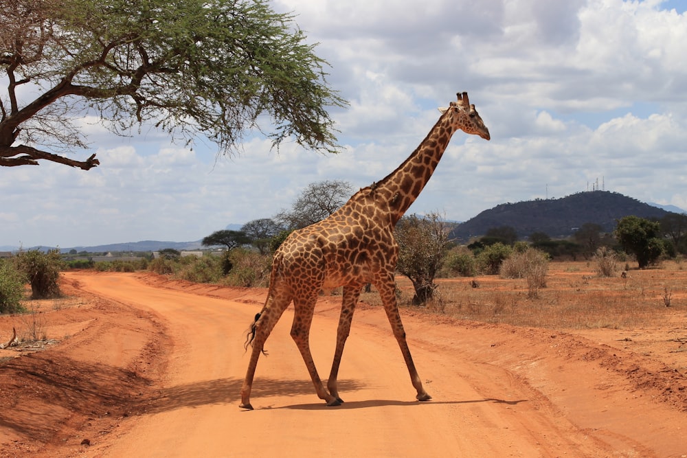 giraffe standing on brown sand during daytime