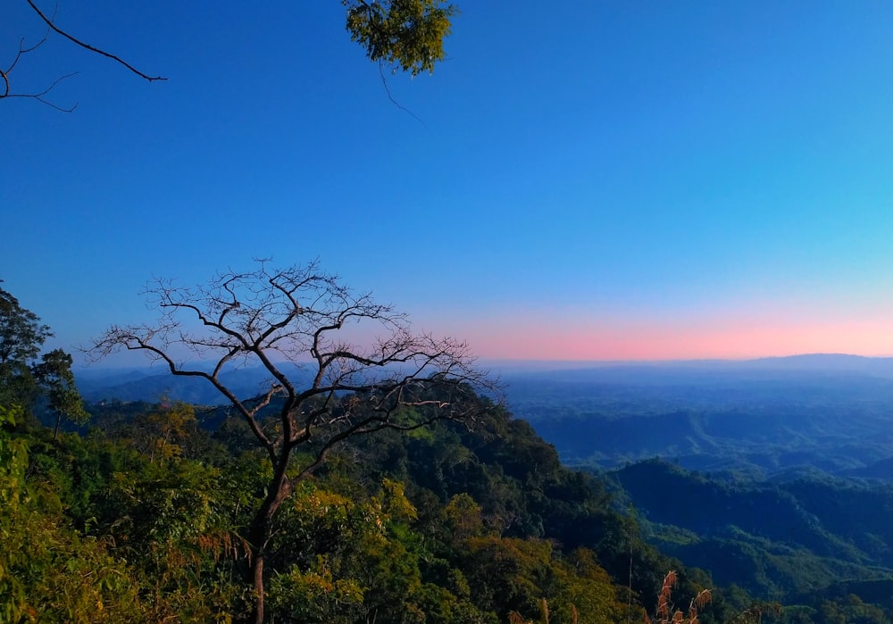 green trees on mountain during daytime