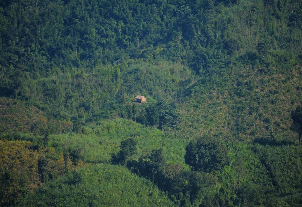 green trees on mountain during daytime