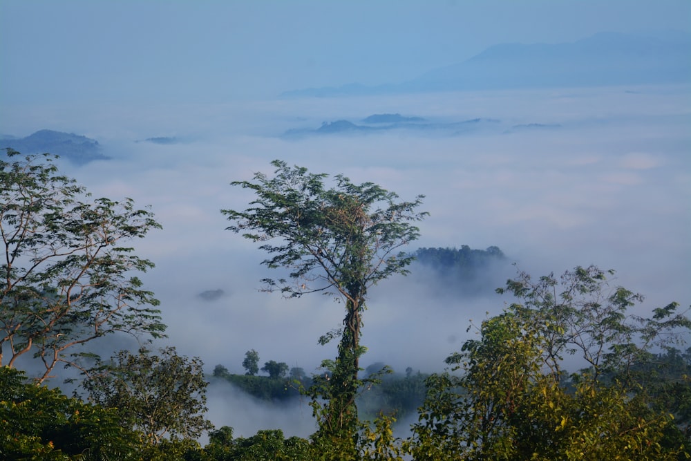 green trees near mountain under white clouds during daytime