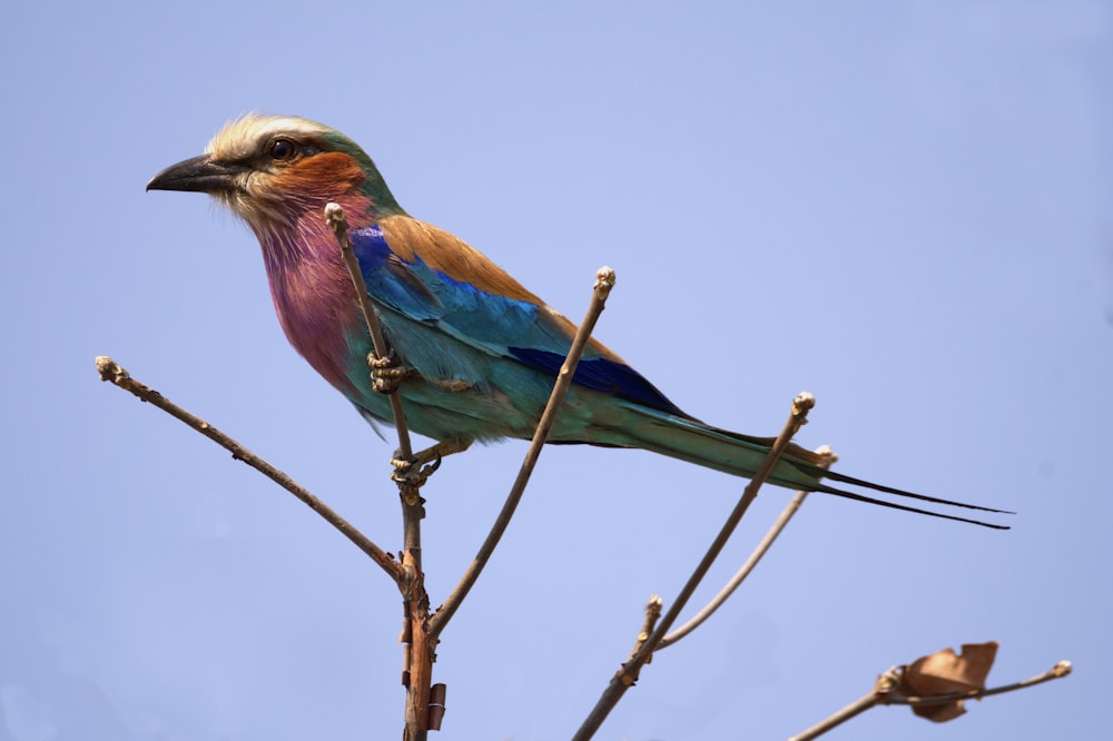 green and brown bird on brown tree branch during daytime