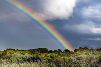 rainbow over green grass field