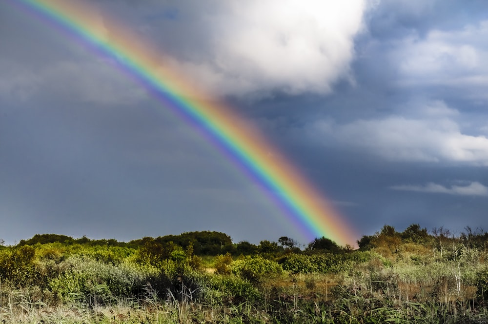 rainbow over green grass field