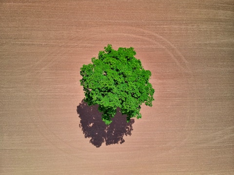 green plant on brown wooden table
