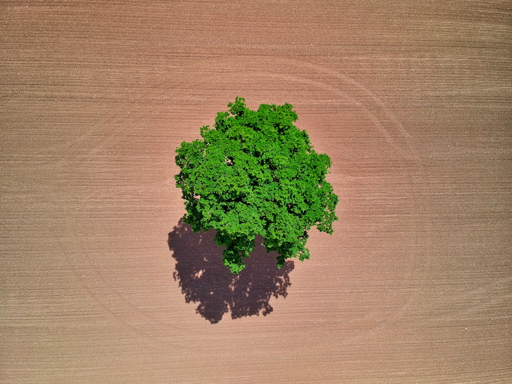 green plant on brown wooden table