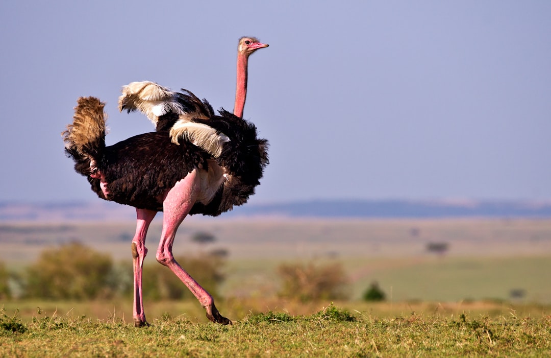  black and white bird on green grass field during daytime ostrich