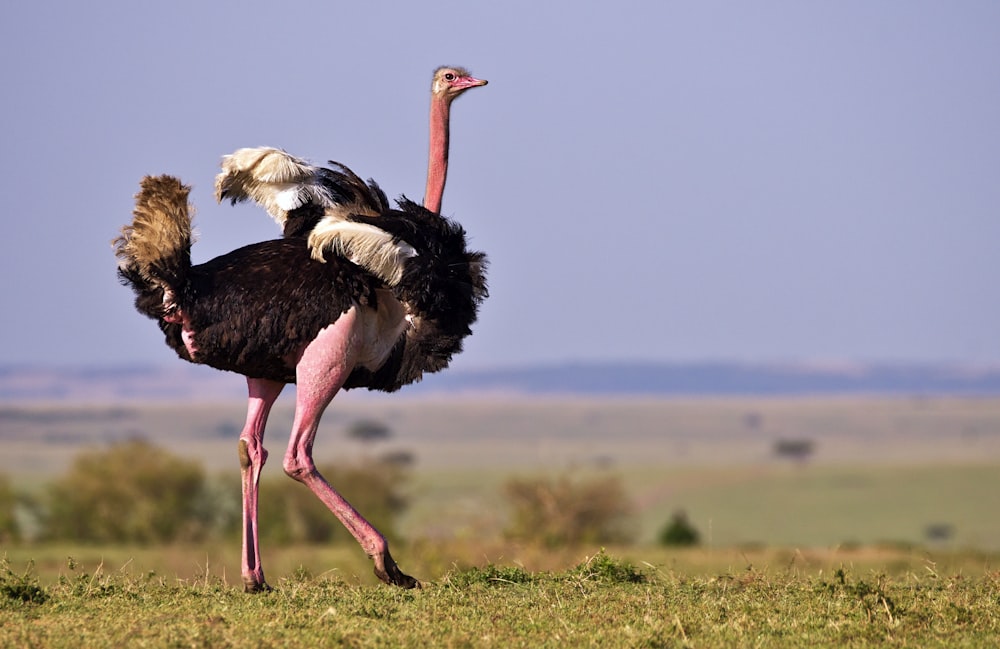 100+ Ostrich Pictures | Download Free Images on Unsplash