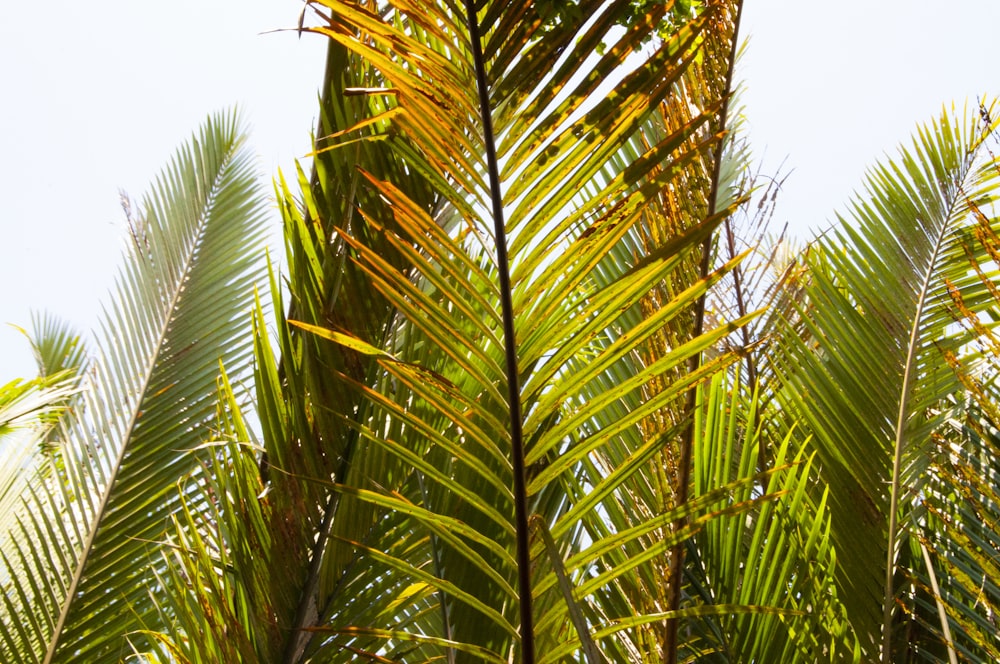 green palm tree under blue sky during daytime