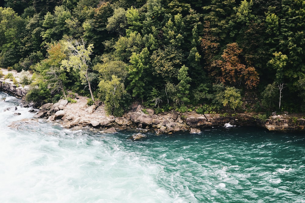 green trees beside body of water during daytime