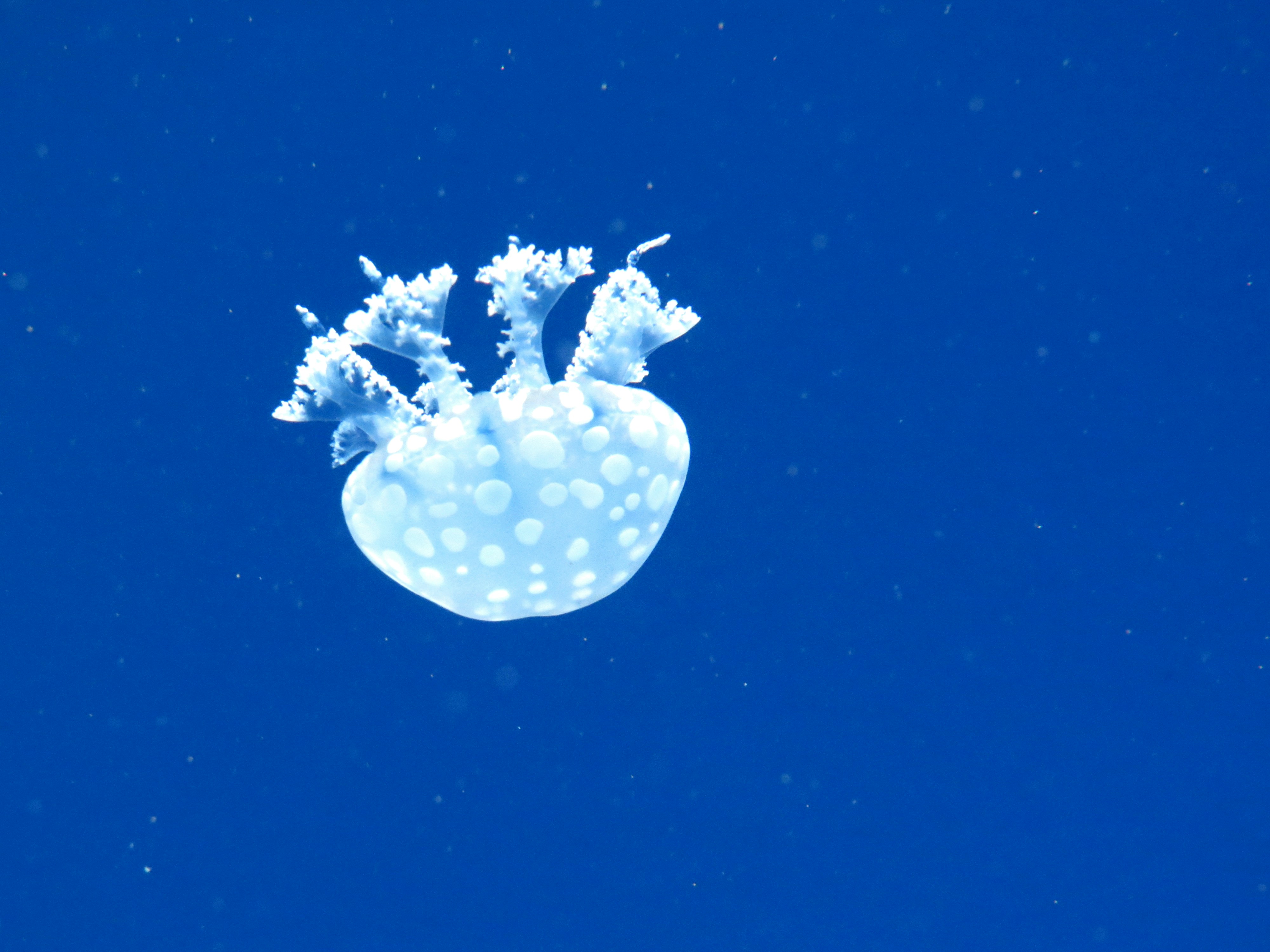 White and black jellyfish in blue water photo – Free Blue Image on Unsplash