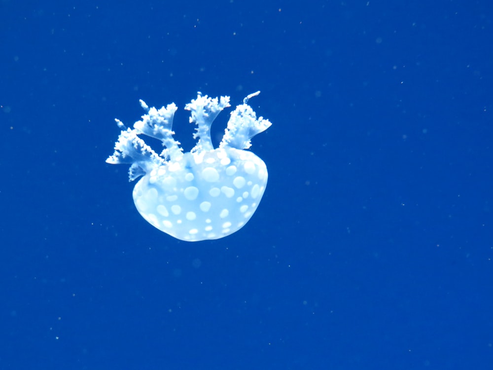 white and black jellyfish in blue water