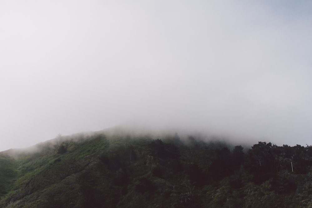 green trees on foggy weather