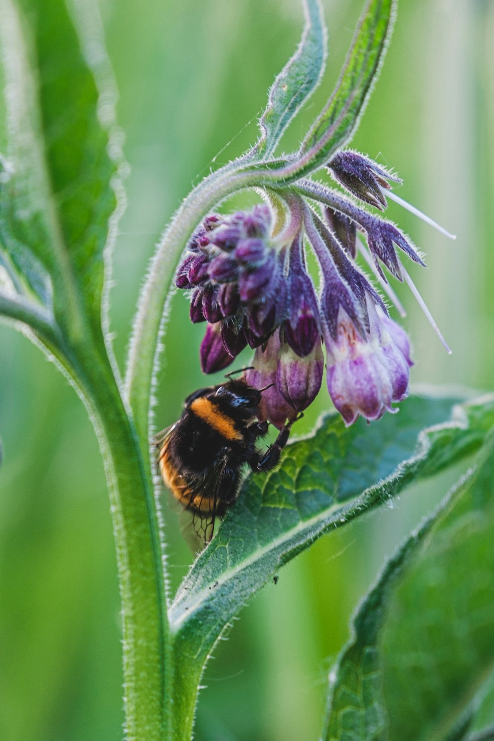 black and yellow bee on purple flower