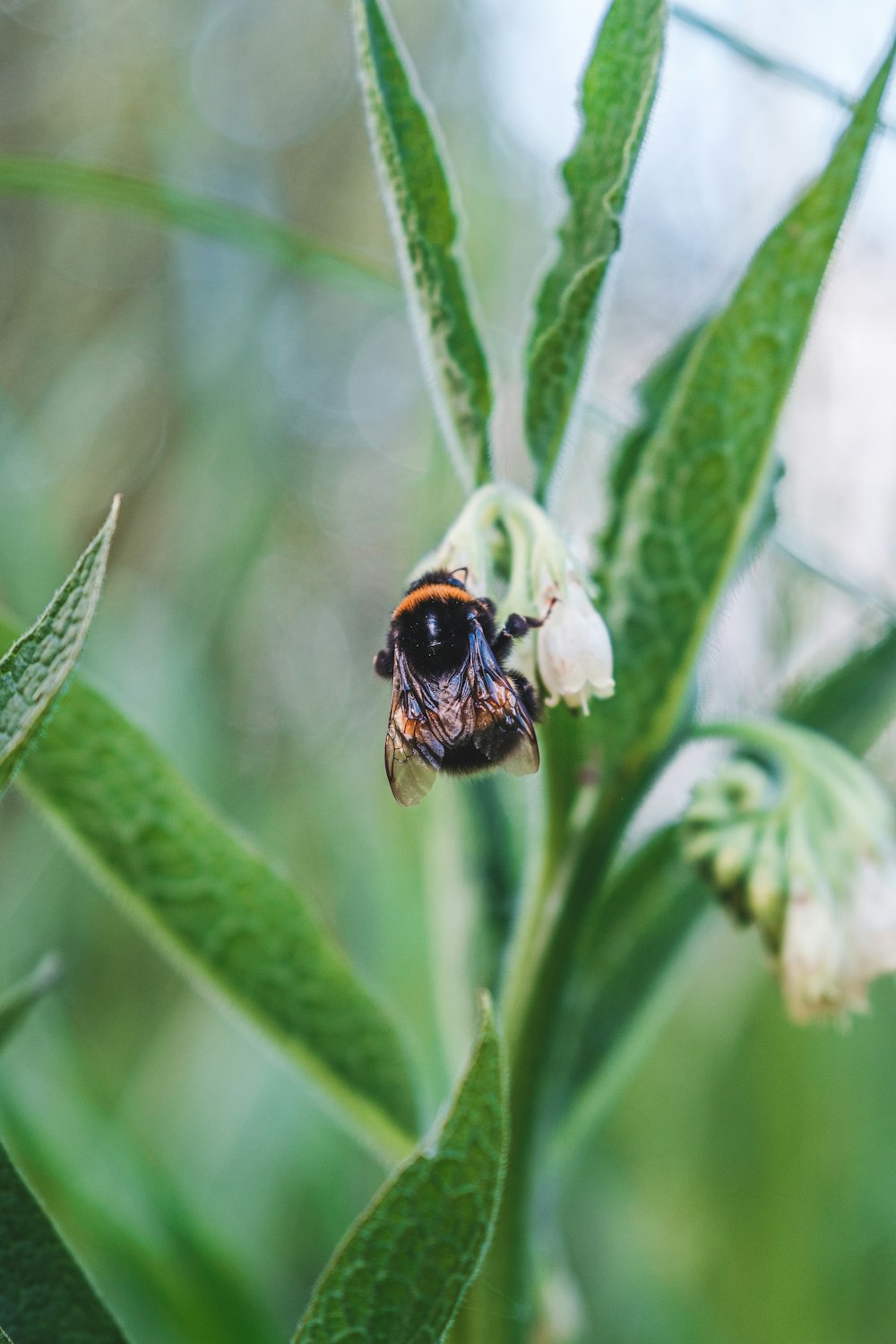 black and yellow bee on green plant