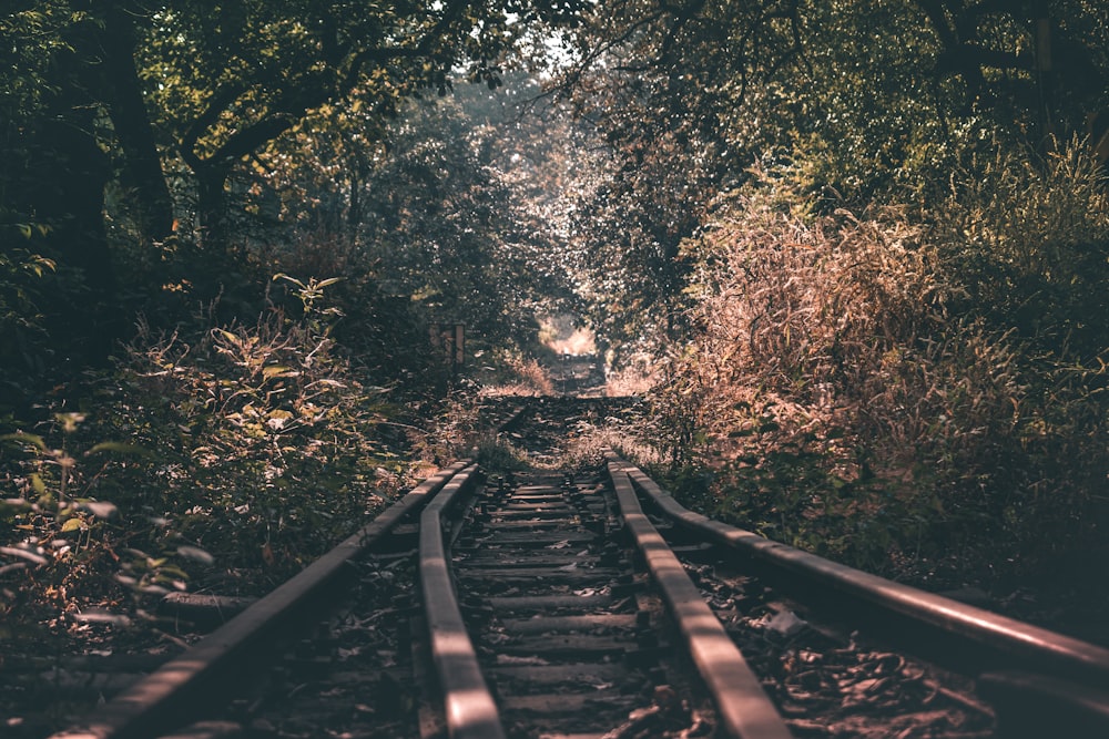 train rail between green trees during daytime