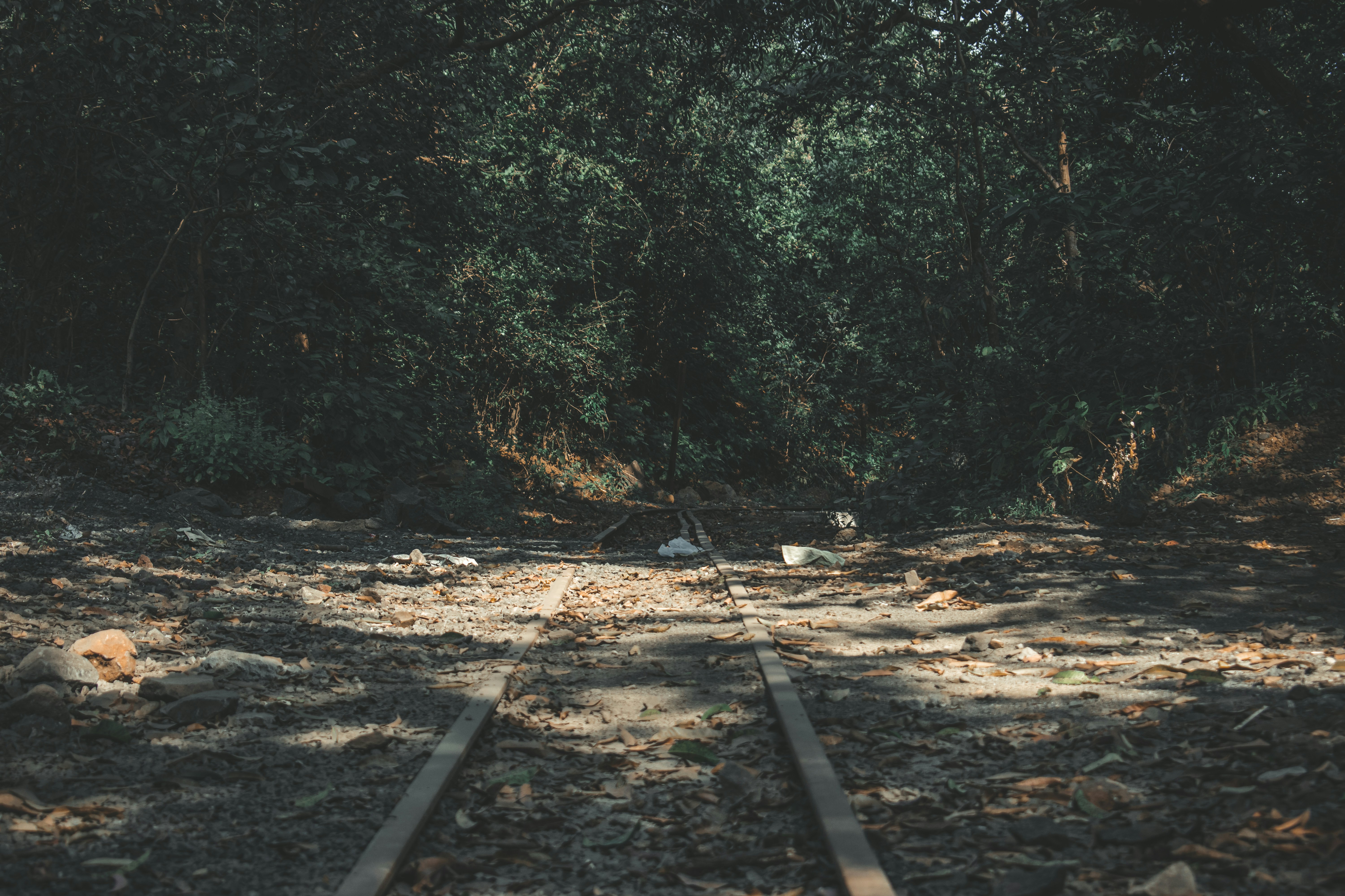green trees on brown soil, 