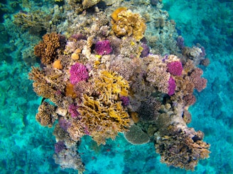 pink and brown coral reef