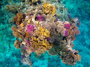 pink and brown coral reef