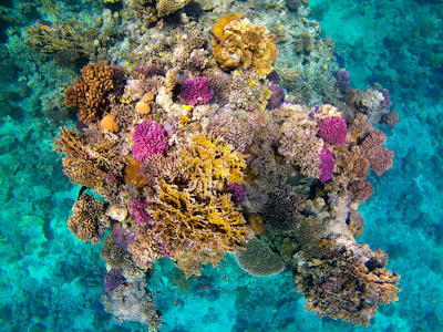 Coral reef in the Red Sea shallows